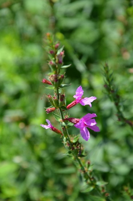Lythrum virgatum 'Rose Queen'